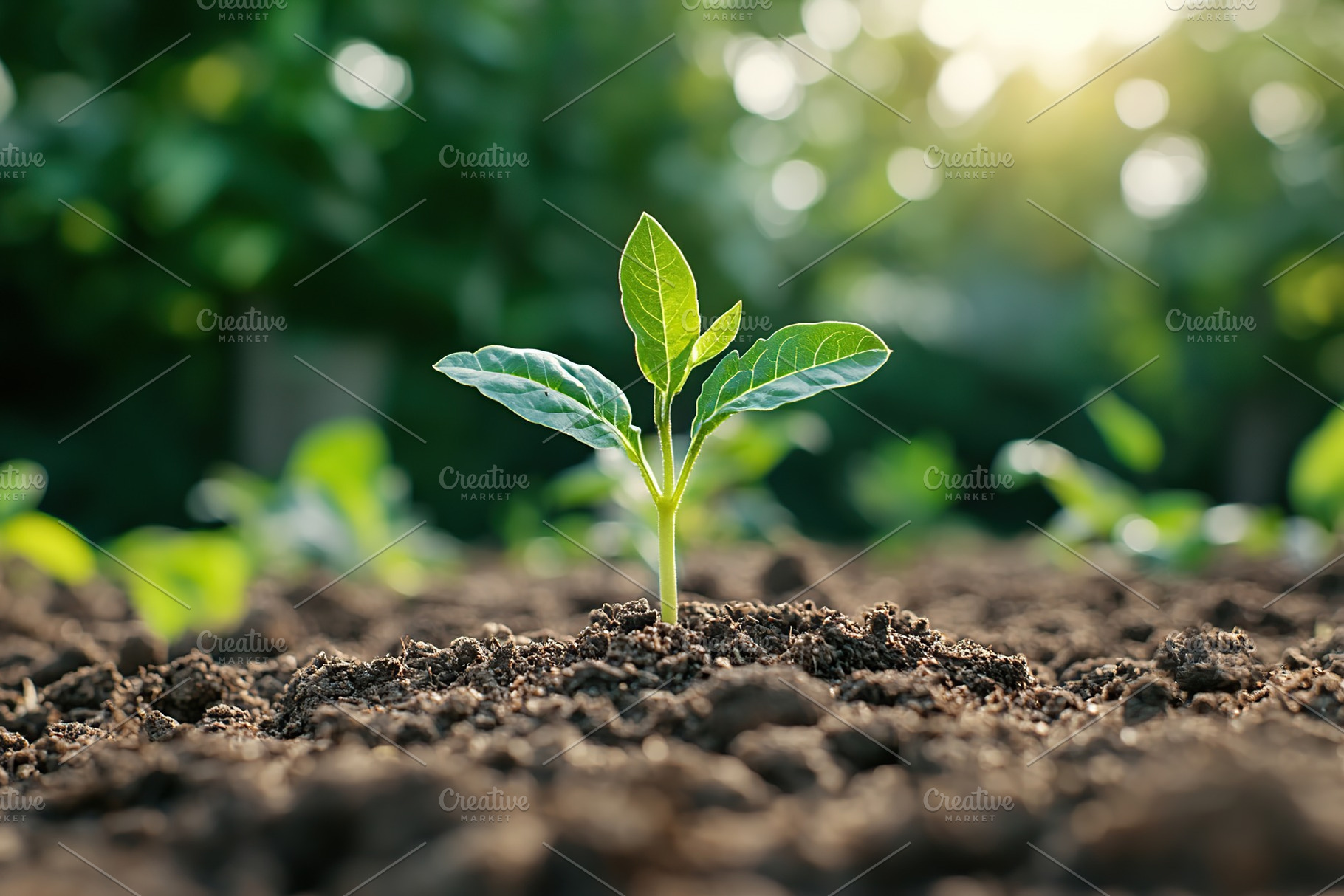 Green sprout growing in soil, a Photo by AlyaAnd