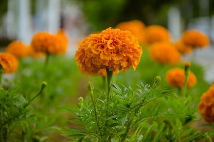 Orange flowers stock picture, a Nature Photo by cestlavivian