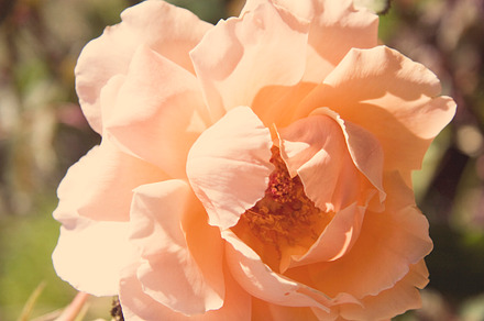 Peach bloom photo stock photo containing peach and bloom