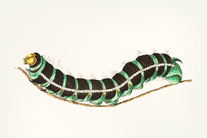 Hand drawn of caterpillar, an Animal Illustration by rawpixel