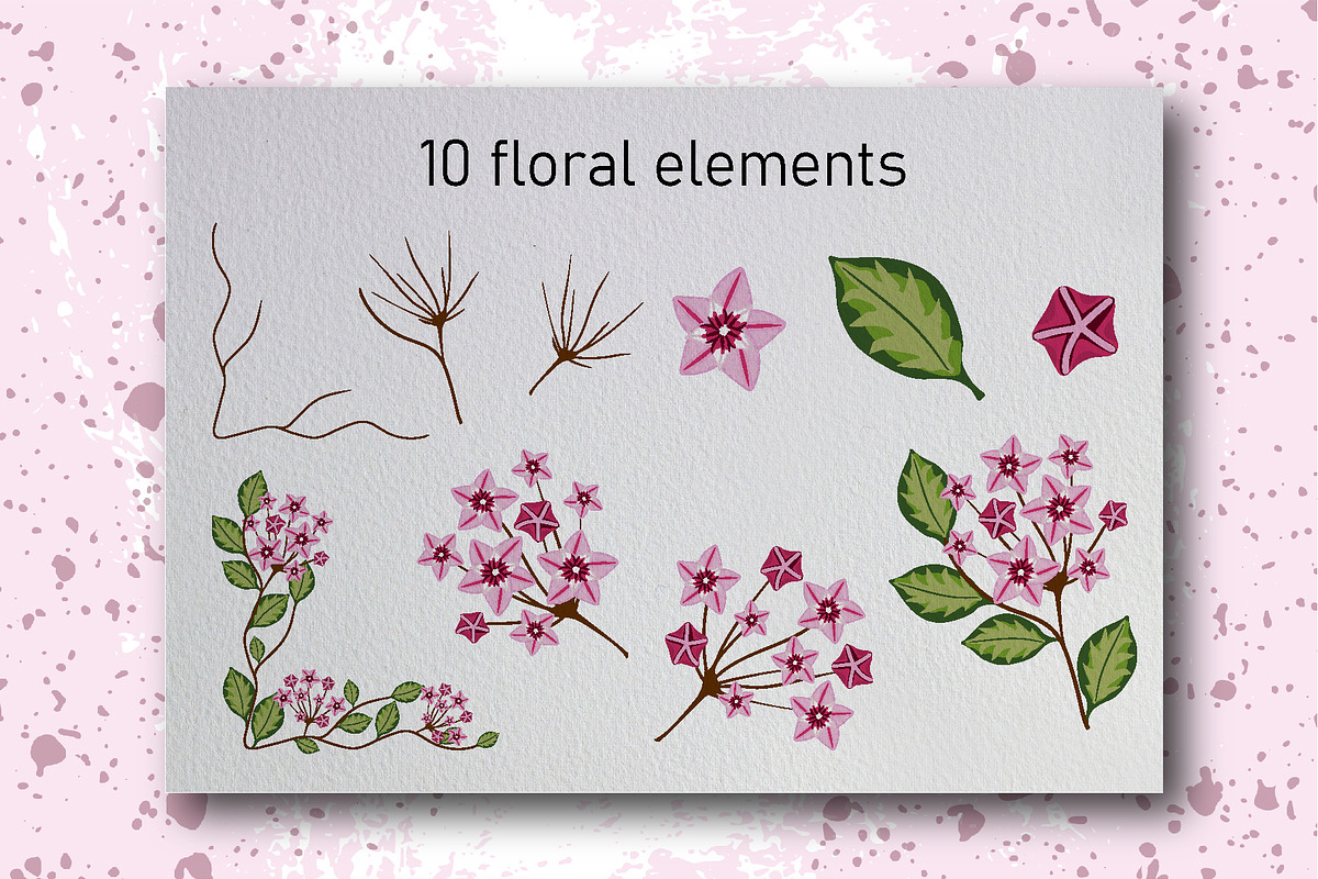 Hoya carnosa - floral collection, a Texture Illustration by LogvinArt (Photo 2 of 8)