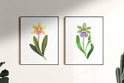 Crazy orchids. Vector patterns., a Pattern Graphic by Robusta (Thumbnail 17 of 17)