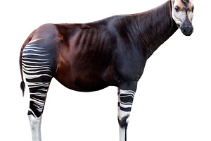 Okapi (Okapia johnstoni), an Animal Photo by UltraShop
