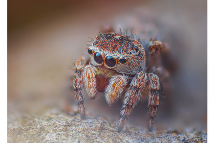 A Close-up picture of a Jumping