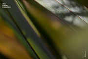 Natural textures - Green edition v01, a Texture Graphic by Haehae photography (Thumbnail 6 of 6)