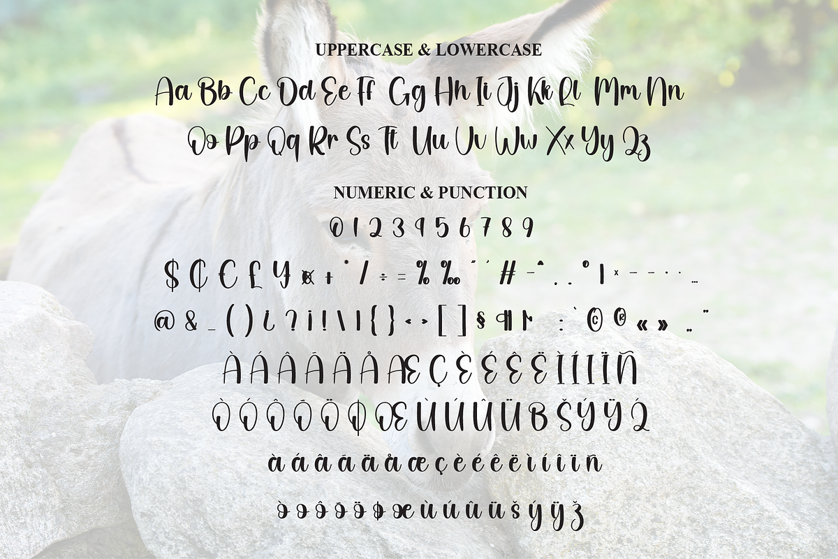 Donkey | Script Font, a Handwritten Font by Scratchones (Photo 7 of 9)