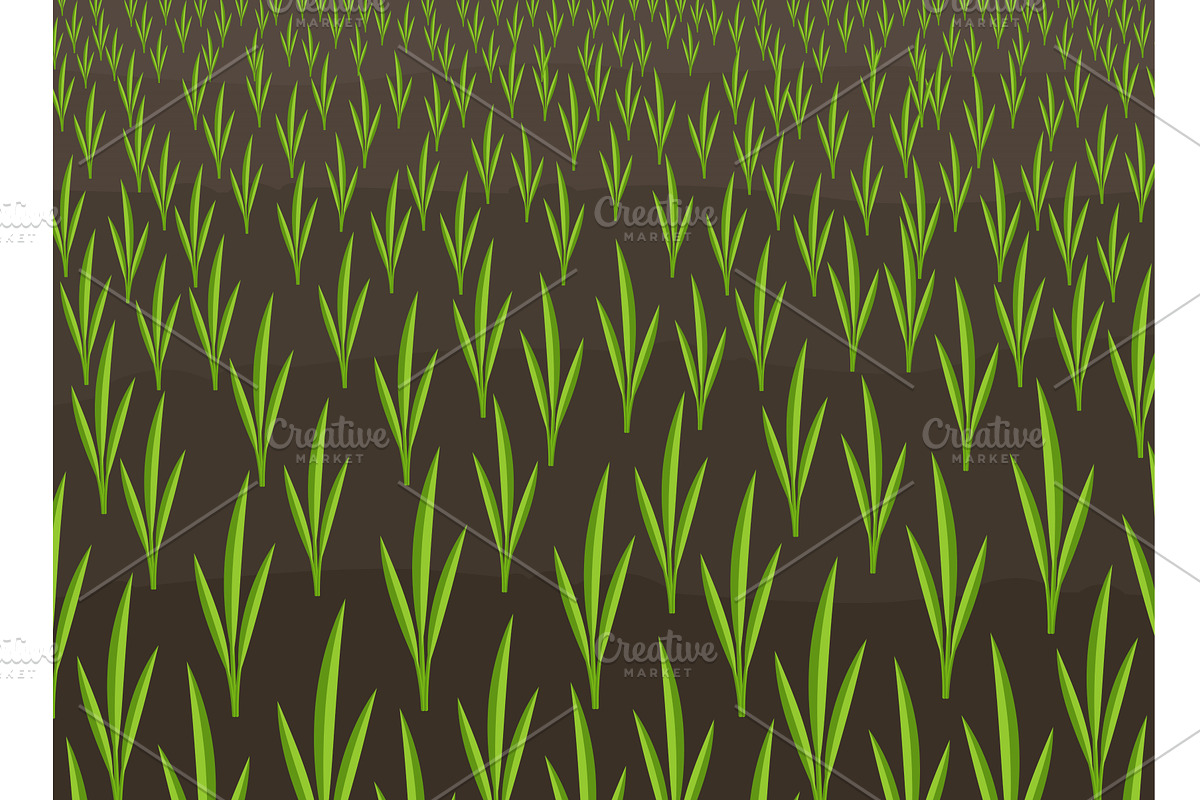 Growing young cereals plant shoots, a Texture Graphic by Ilia Design