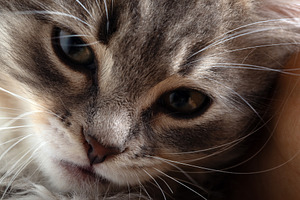Detailed close-up of a cat's face with expressive eyes and soft fur, capturing, an Animal Photo by Ales Munt