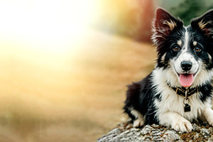 Cute black and white Border Collie puppy sitting on rock with to, an Animal Photo by José Manuel Gelpi