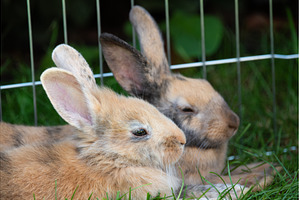 Two rabbits lie on the grass, an Animal Photo by MadPhotos