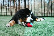 Bright Photoshop Actions, an Action Add-On by Bato (Thumbnail 9 of 16)