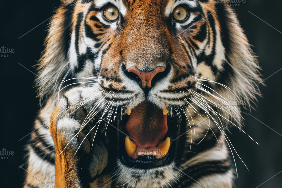 236 surprised animals, an Animal Photo by Handmadefont (Photo 148 of 241)