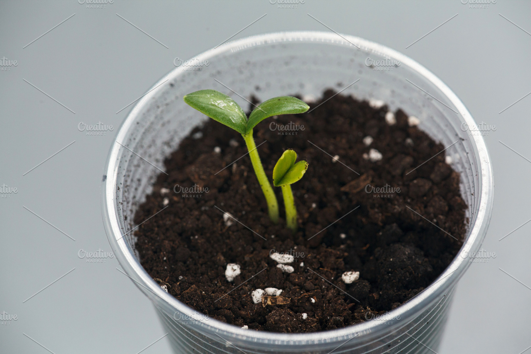 Top view of two young green cucumber sprouts growing in a plastic cup. Concept, a Nature Photo by Rohan Photography