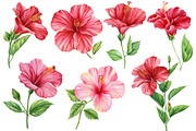 Watercolor tropical hibiscus flowers, an Object Illustration by Hanna Hryharenka (Thumbnail 4 of 18)