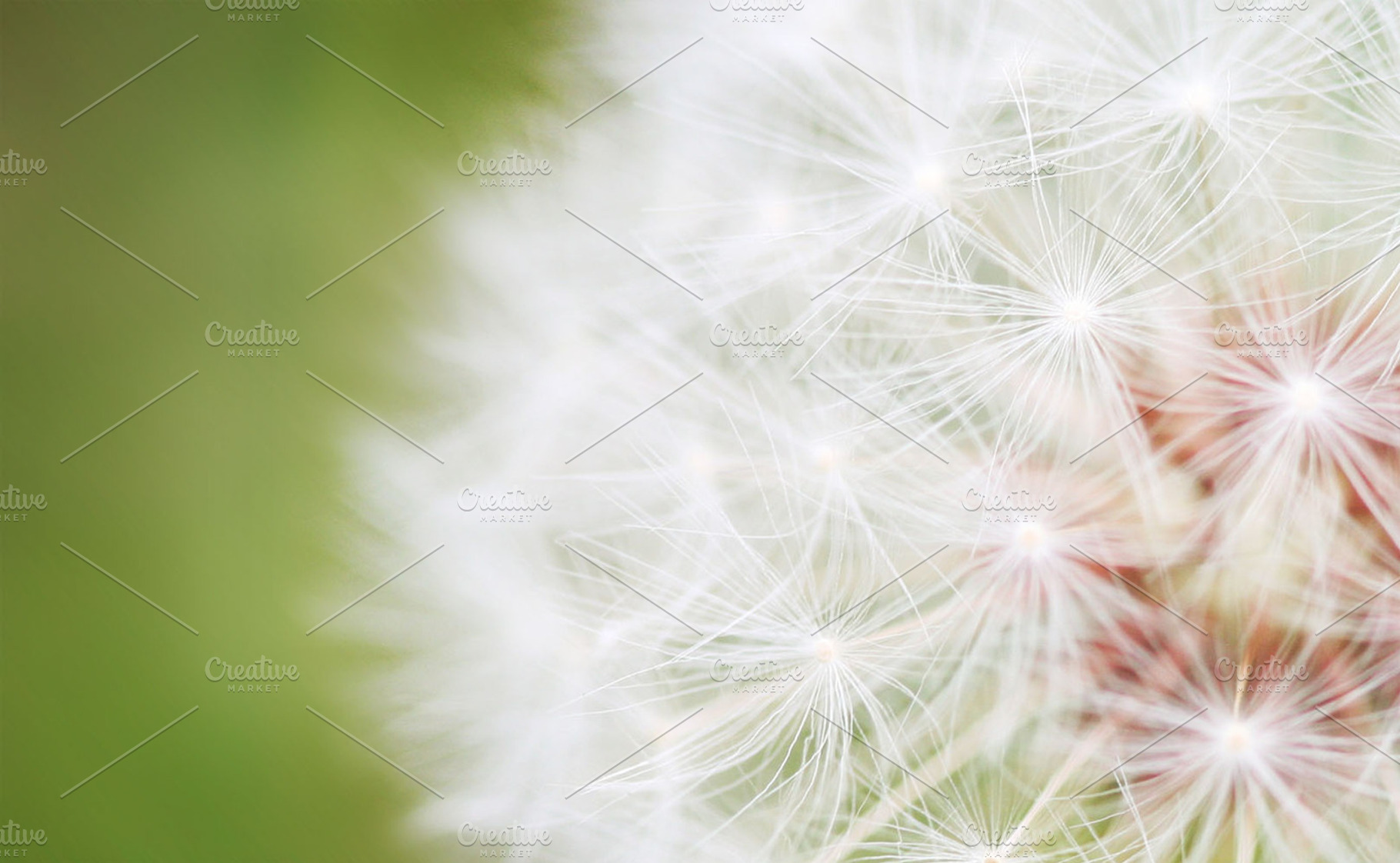 Summer Dandelion