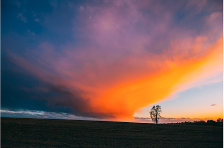 Lonely Tree In Spring Field, a Nature Photo by Our Amazing World