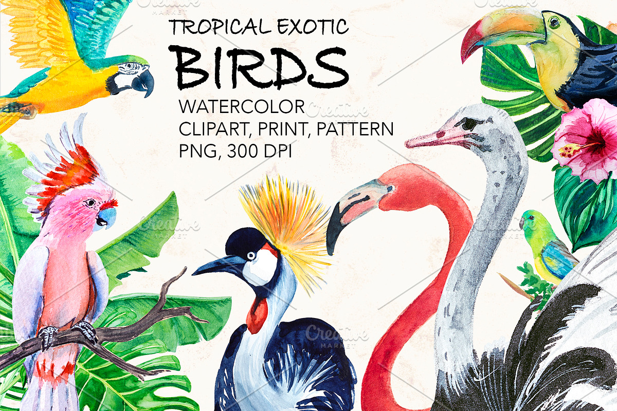 Parrots. Watercolor exotic BIRDS, an Illustration by lilisavelieva (Photo 1 of 5)