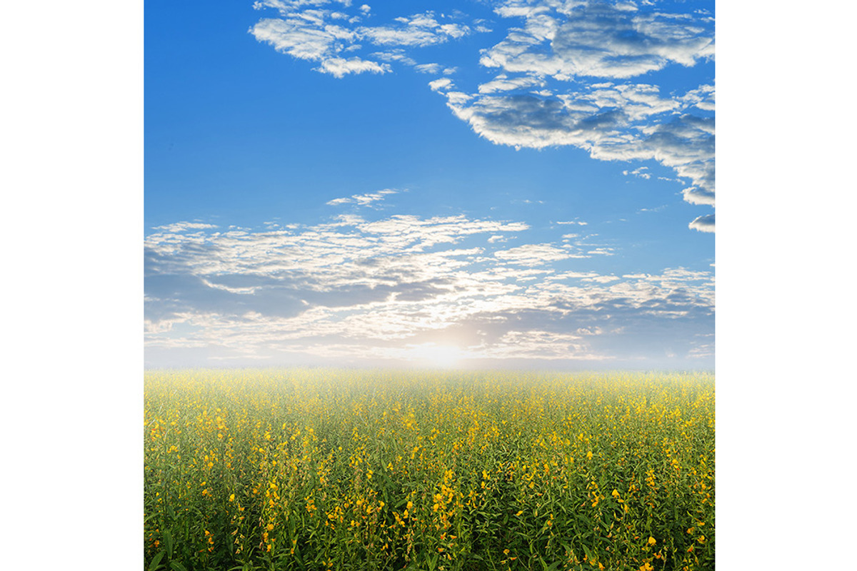 50 Fields background Set 01, a Texture Graphic by FWStudio (Photo 6 of 13)