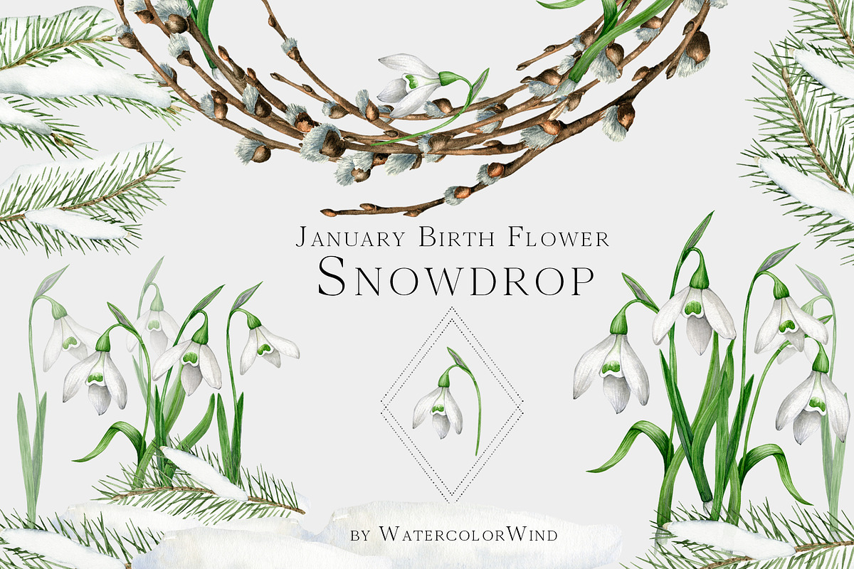 Snowdrop Birth Month Flower Clipart, an Illustration by Ksenia Shmakova (Photo 1 of 9)