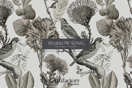 Sparrow Song PNG Element Bundle