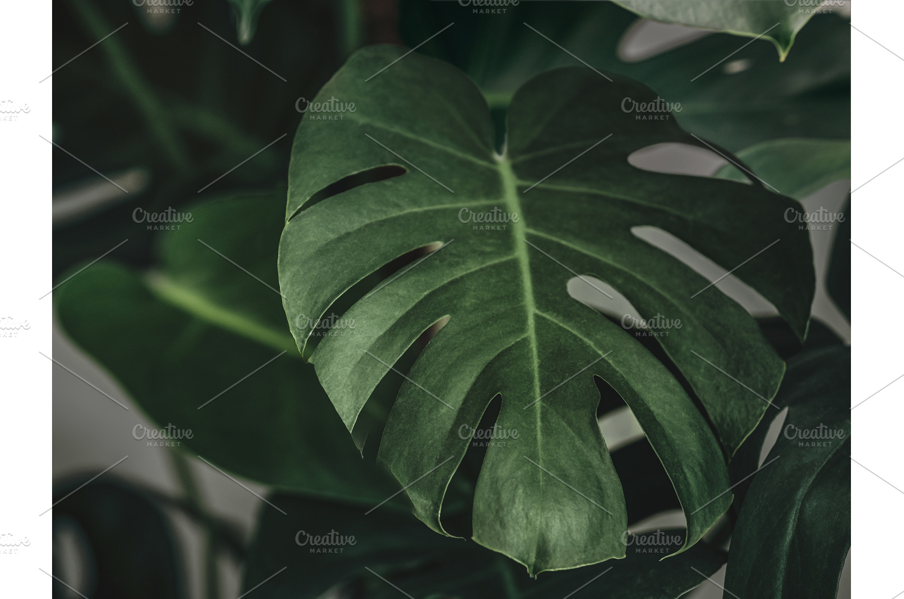 Mostera plant, green tropical, a Transportation Photo by Fascinadora