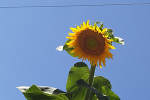 Sunflower and blue sky, a Nature Photo by DanFLCreativo