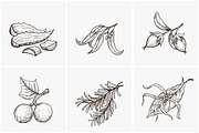 Hand drawn vector plants, a Food Illustration by SHom (Thumbnail 7 of 17)