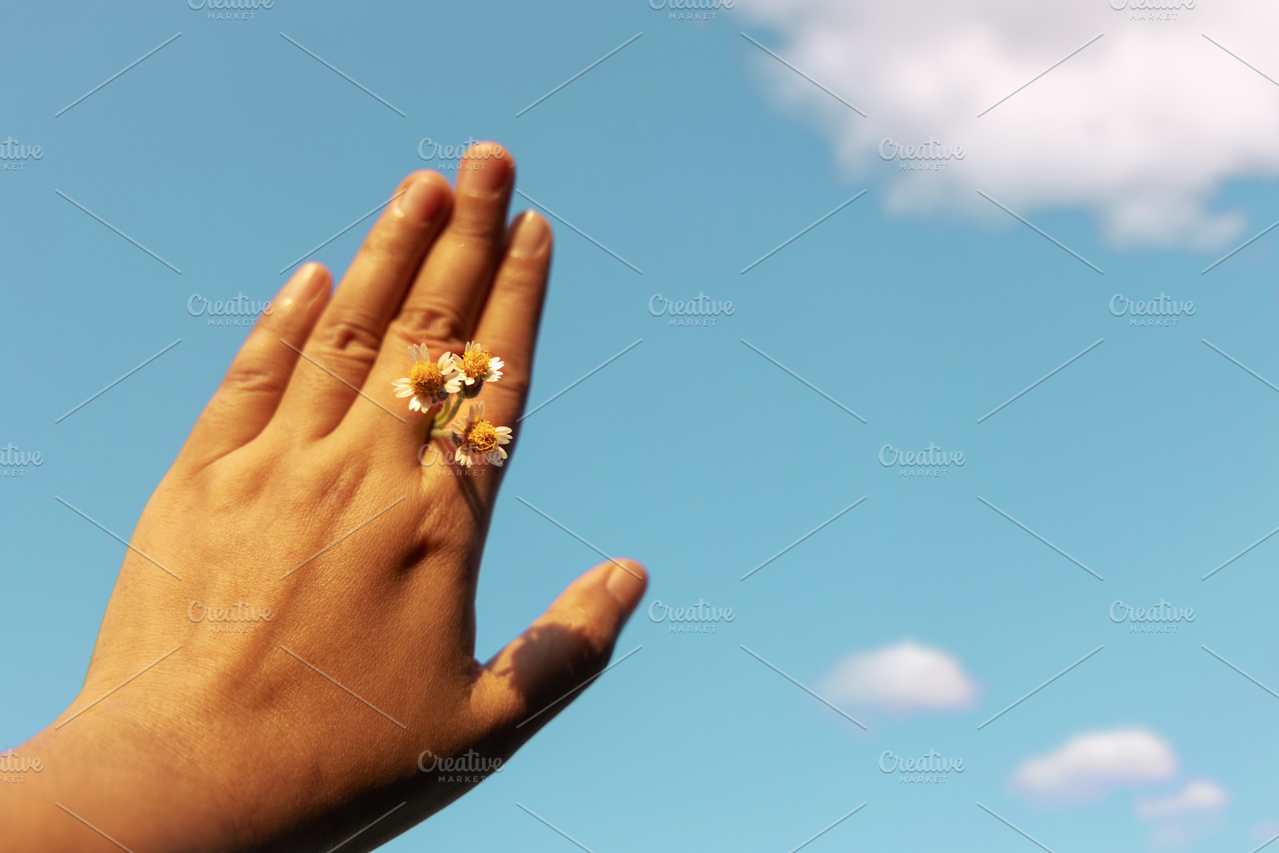 Hand holding grass flower under sunlight representing harmony wi, a Photo by salmon.black