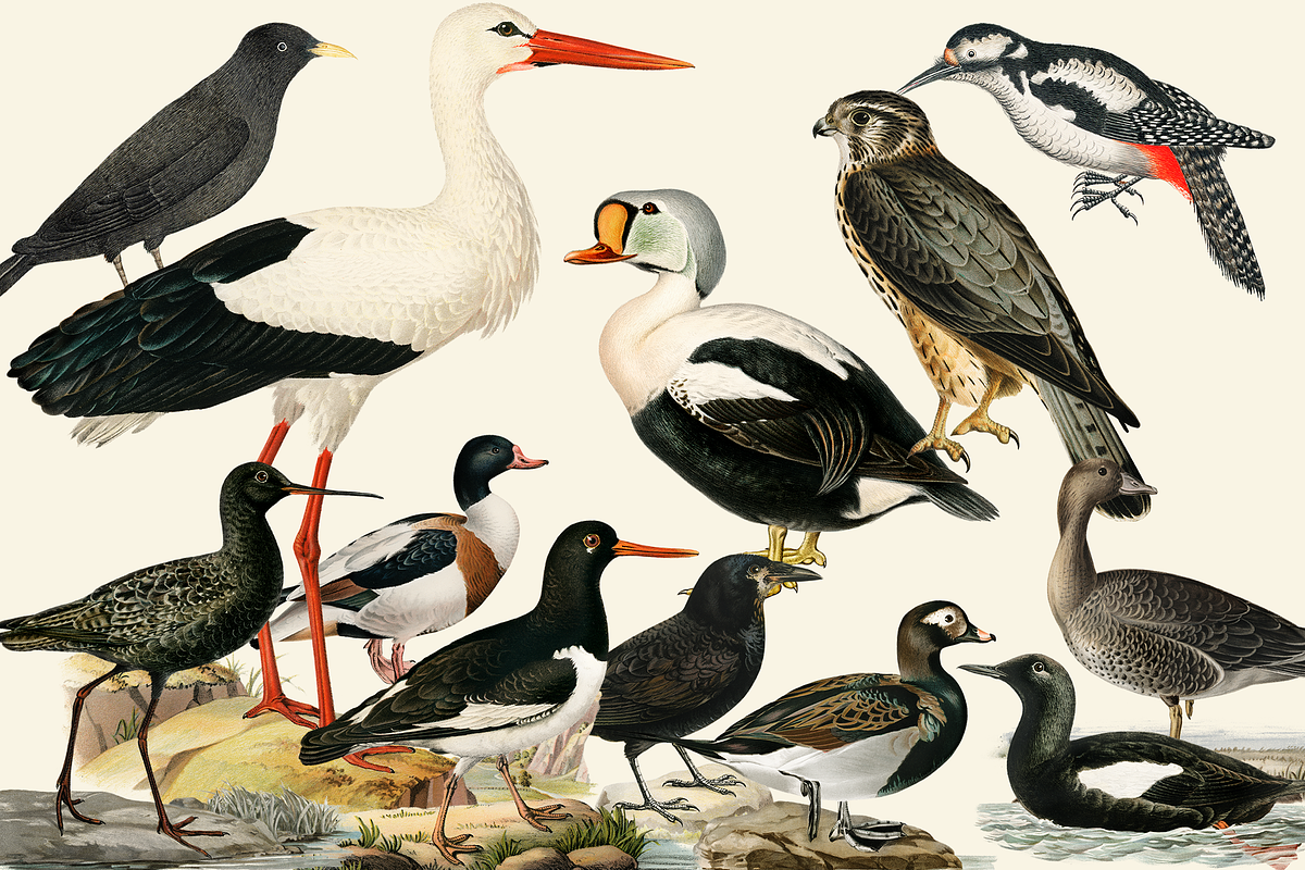 Black Birds Collection, an Animal Illustration by Lilithcollageart (Photo 2 of 7)