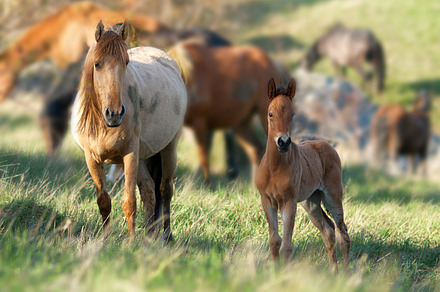 Herd of horses on field, a Nature Photo by Vapi