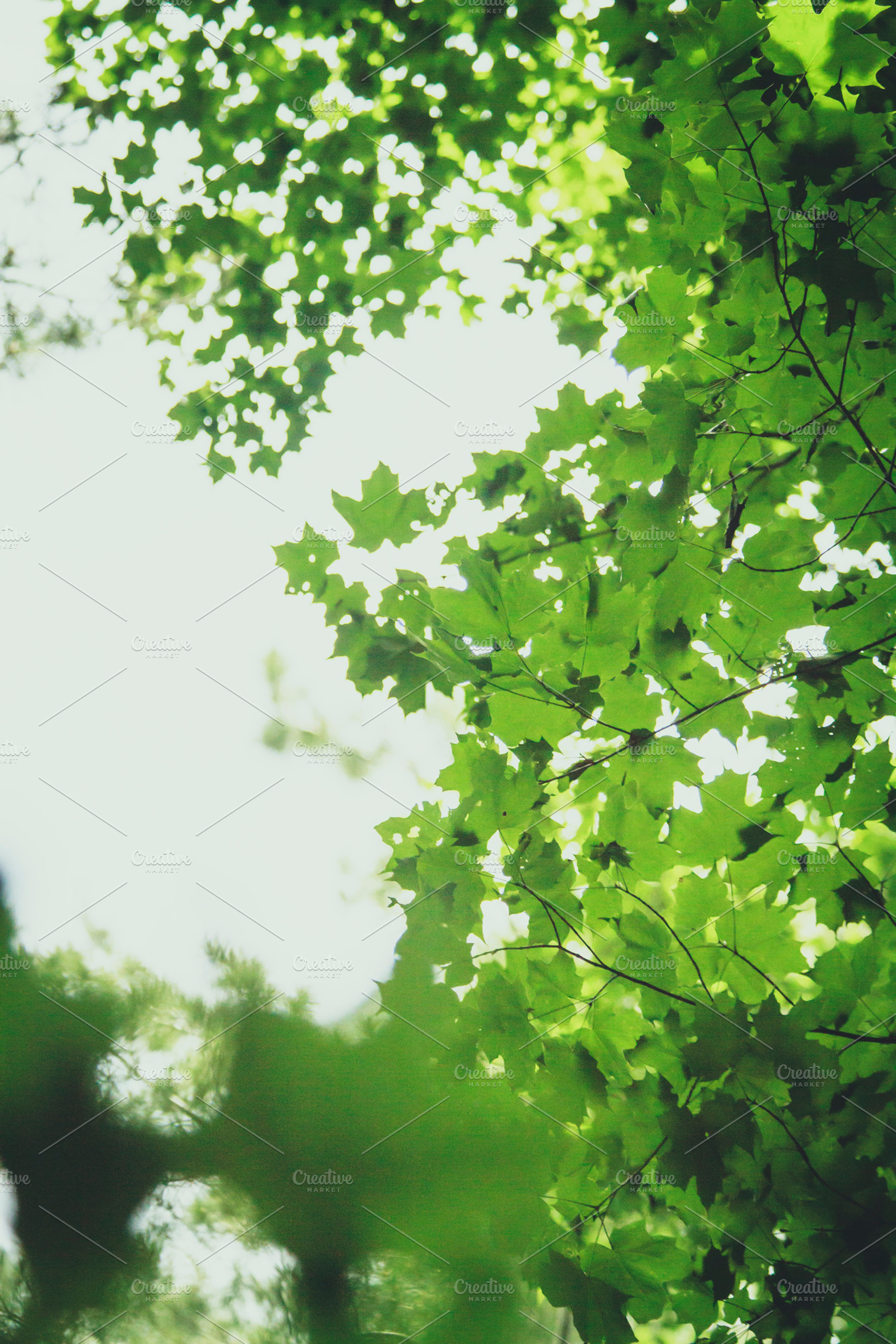 Through The Leaves