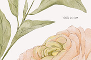 Peach BLOOM watercolor florals, a Decorative Illustration by Yuliia Lashevska (Thumbnail 3 of 14)
