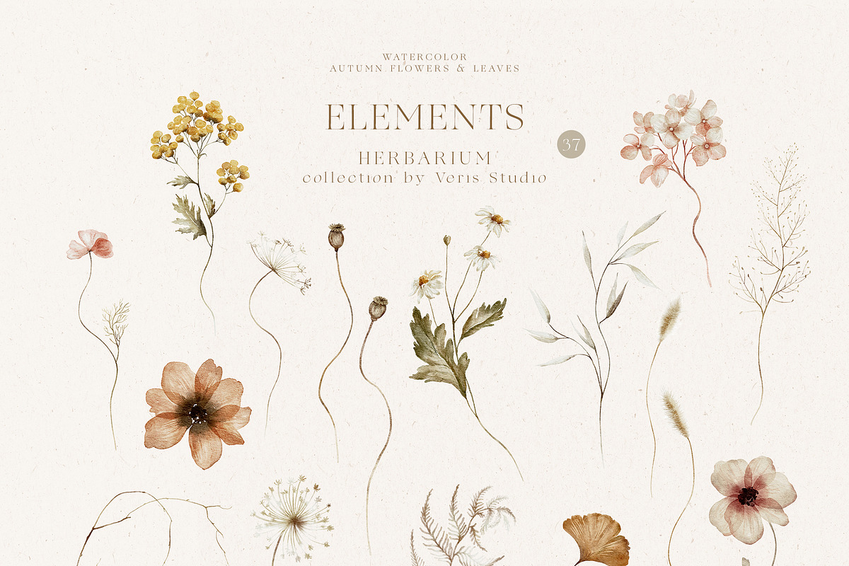 Autumn Wildflower Watercolor Floral, a Decorative Illustration by Veris Studio (Photo 15 of 15)