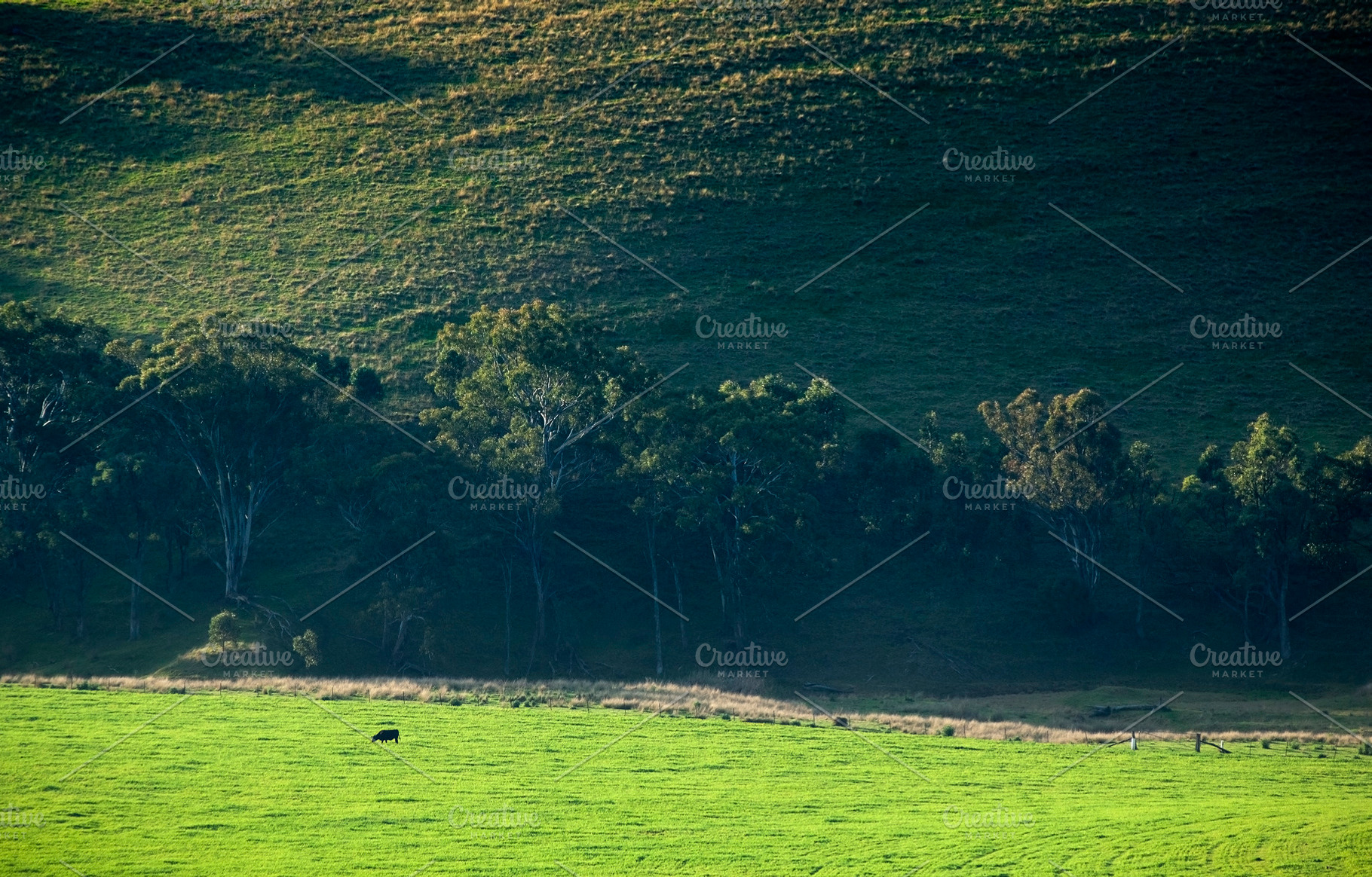 Cow in Field, a Nature Photo by THP Creative