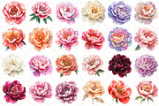 Watercolor Peony Flower Clipart, an Illustration by Black Bird Studio (Thumbnail 2 of 5)