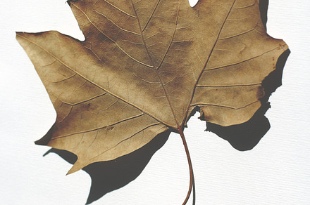Dried leaf on white background, a Nature Photo by Maria Dattola Photography