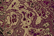 20 burgundy marble textures 64 mp, a Texture Graphic by tkdesign (Thumbnail 10 of 21)