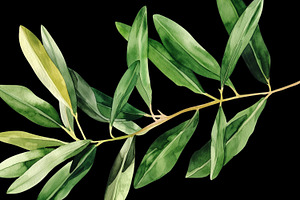 Watercolor Oliva Branch Clipart Png