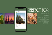 105 Desert Cactus Stock Photos, a Nature Photo by Incomelion (Thumbnail 2 of 16)