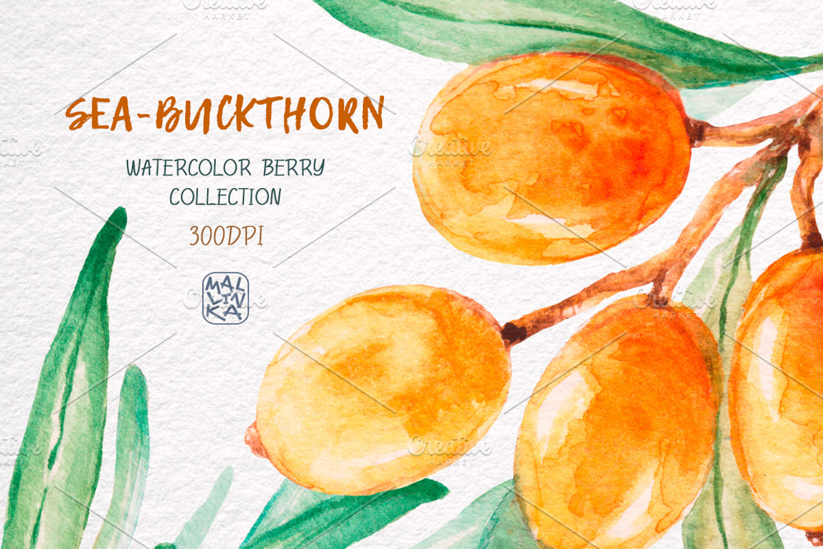 Sea-buckthorn, watercolor collection, an Illustration by Mallinka (Photo 5 of 11)
