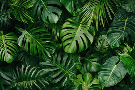 Lush tropical forest leaves create a vibrant green backdrop in a rainforest set, a Nature Photo by AlyaAnd