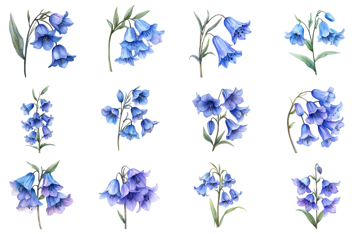 Watercolor Bluebell Flower Clipart, an Illustration by Dream Creation (Photo 3 of 7)
