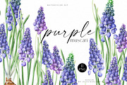 Botanical Muscari Set, an Illustration by Olga Koelsch (Thumbnail 1 of 9)