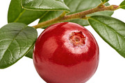 All Fruits Bundle Master Collection, a Food & Drink Photo by FlyeredTemplate (Thumbnail 11 of 130)