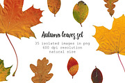 35 isolated autumn leaves png set, an Object Graphic by Lososenok (Thumbnail 1 of 5)