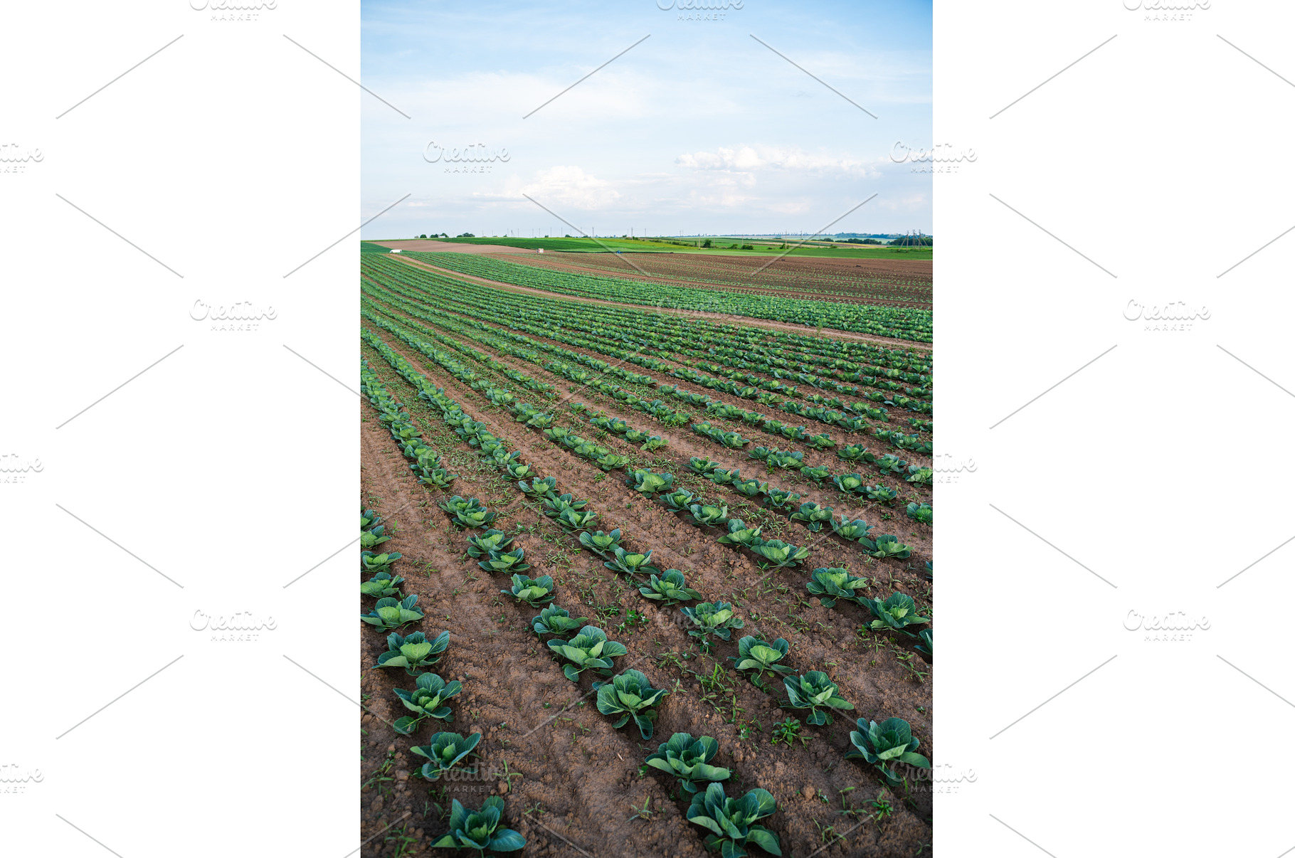 Wide cabbage field with repeating, an Industrial Photo by volodymyrshtun13795