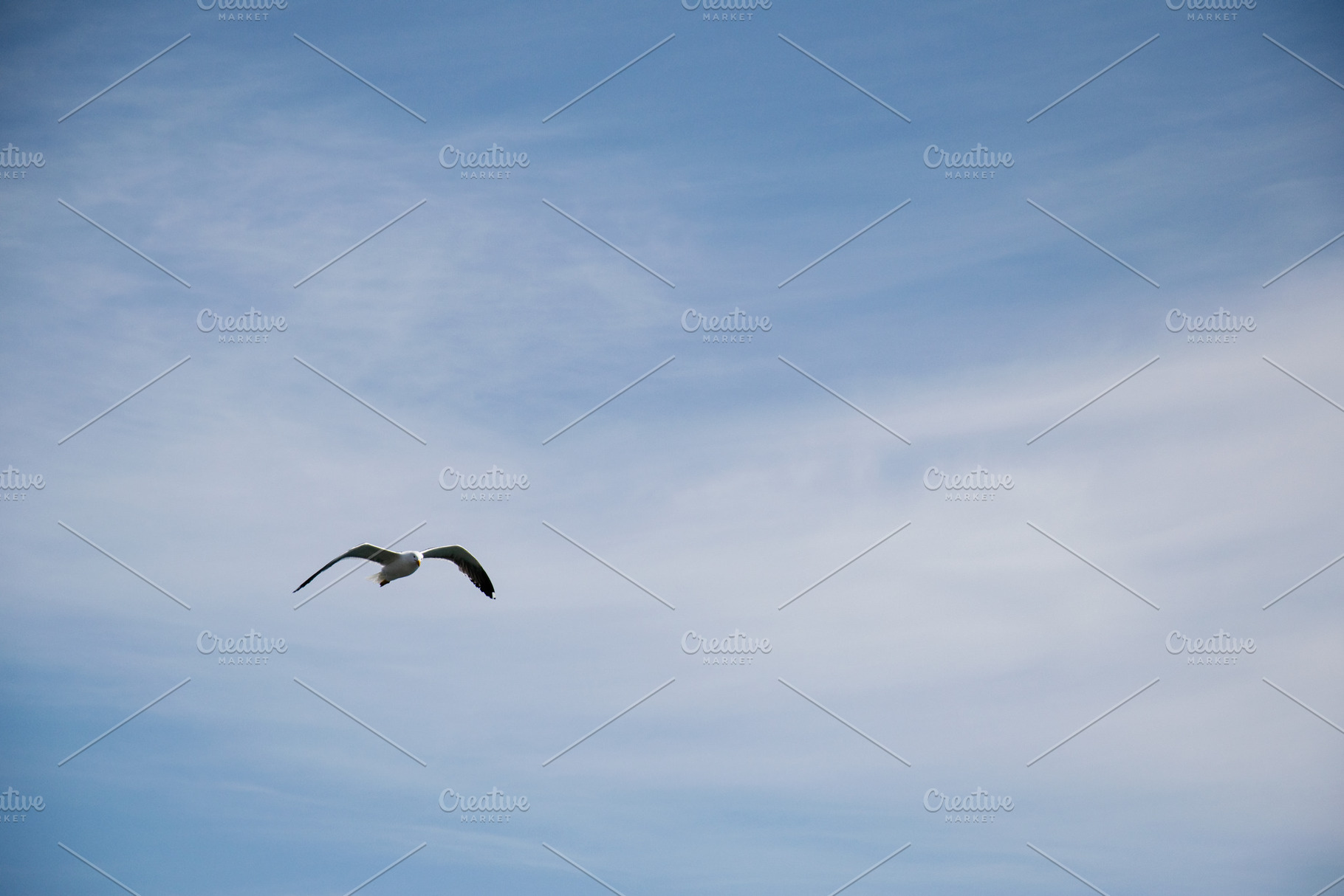 Seagull gliding through the expansive sky over Akranes, Iceland, in peaceful fl, a Photo by AS photostudio