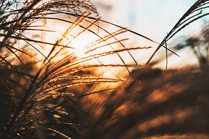 Walks at Sunset