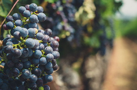 Grapes Fallen From The Vine preview 5