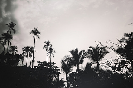 Squirrel Climbing A Coconut Tree preview 5